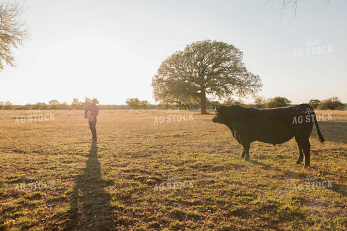 Rancher Feeding Bull 205162