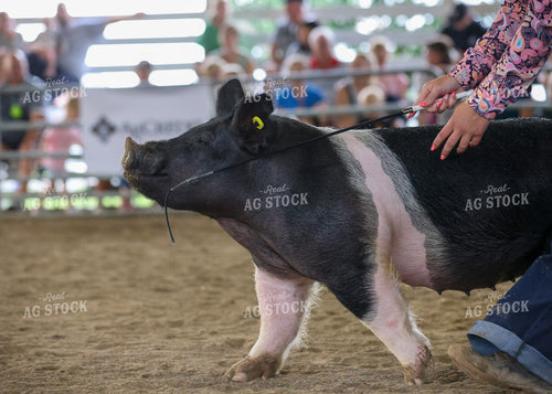 Showing Pigs 160086
