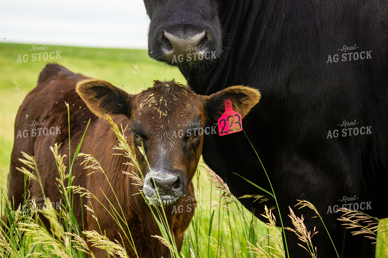 Angus Cow Calf Pair 155252
