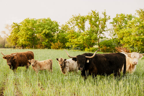 Highland Cattle 207012
