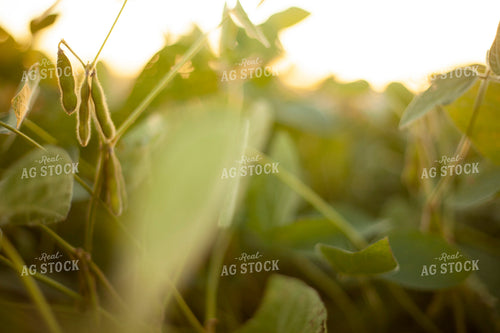Soybeans - Mid-Season 1509