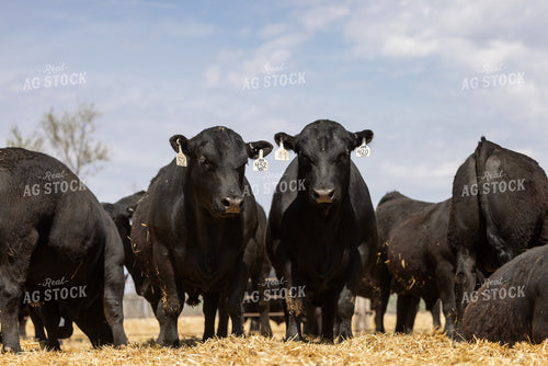 Angus Bulls 72202