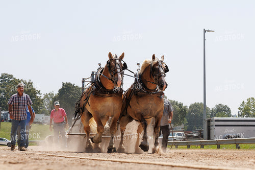 Horse Pulling 52907