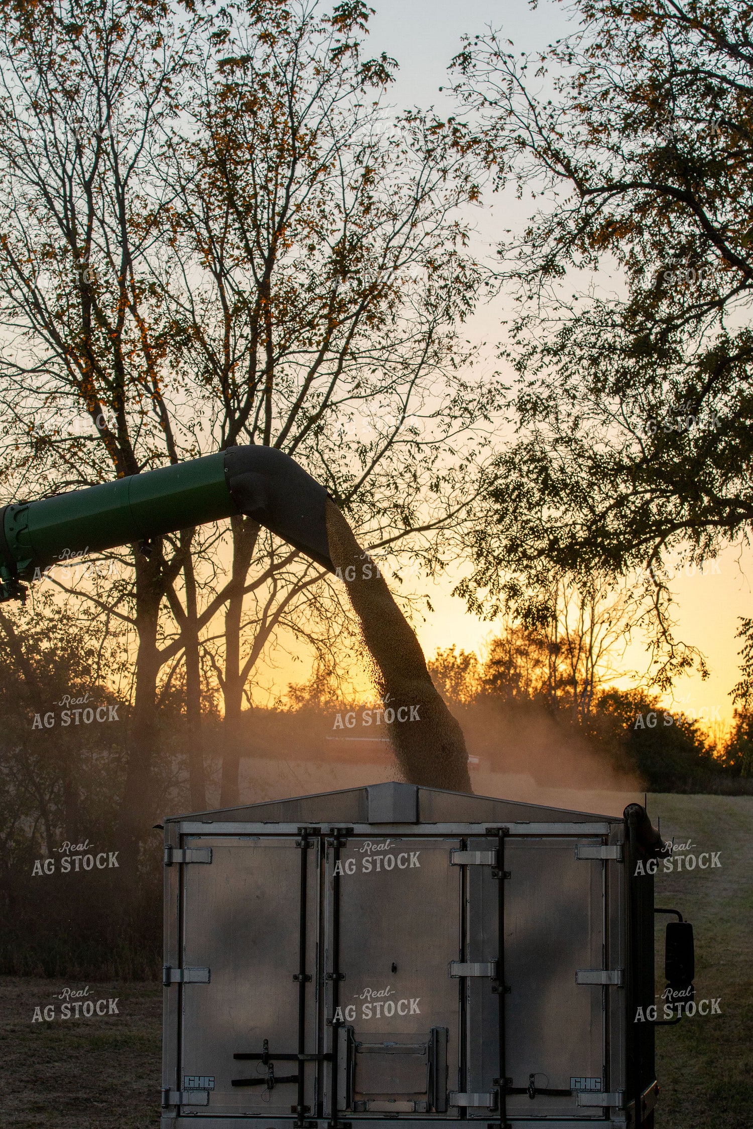 Unloading Harvested Soybeans 157118