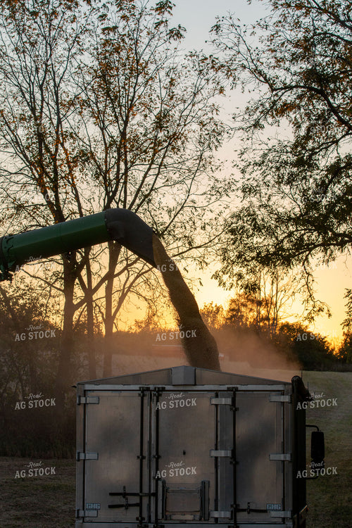 Unloading Harvested Soybeans 157118