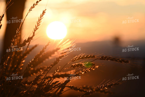 Straw in the Sunset 253015