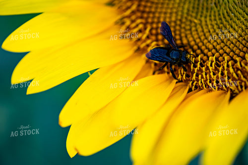 Pollinator on Sunflower 136084