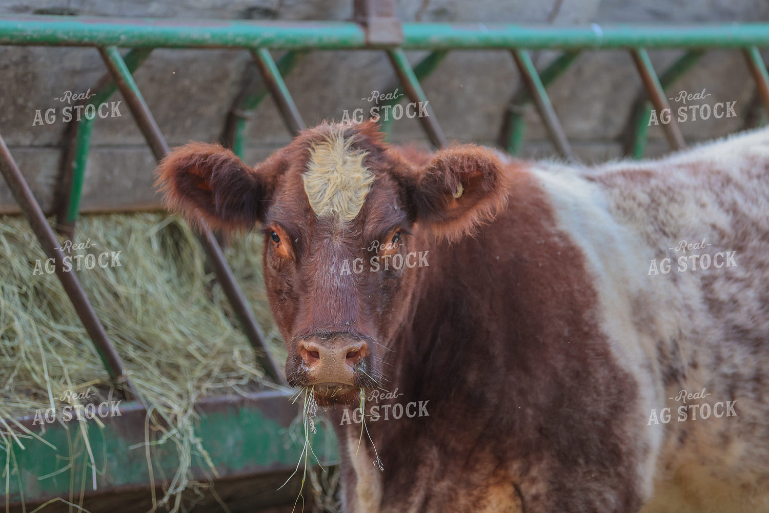 Cattle Eating Hay 160290
