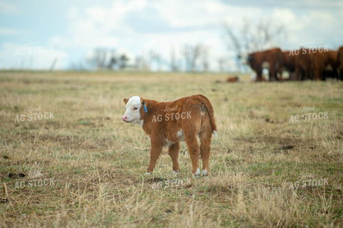 Hereford Calf 212102