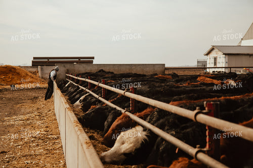 Cattle Eating in Feedlot 67614