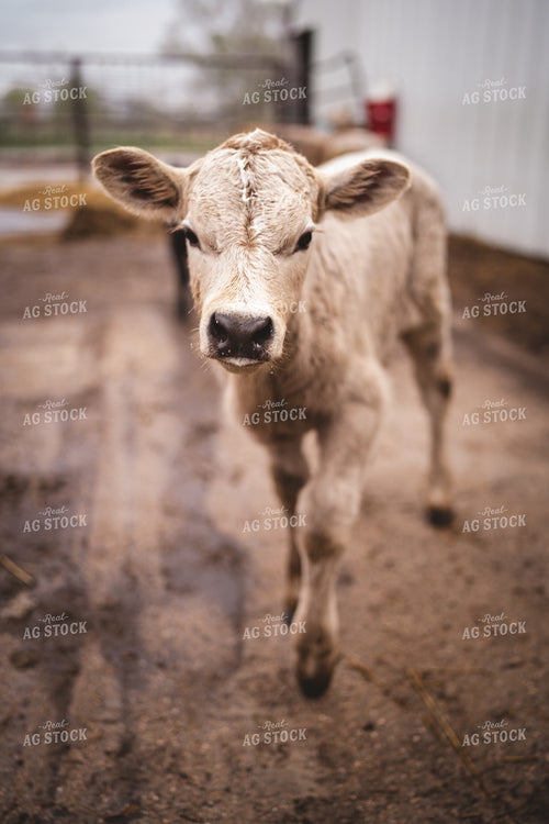Charolais Calf 196012