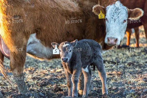 Cow Calf Pair 138111