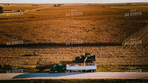 Corn Harvest 9418