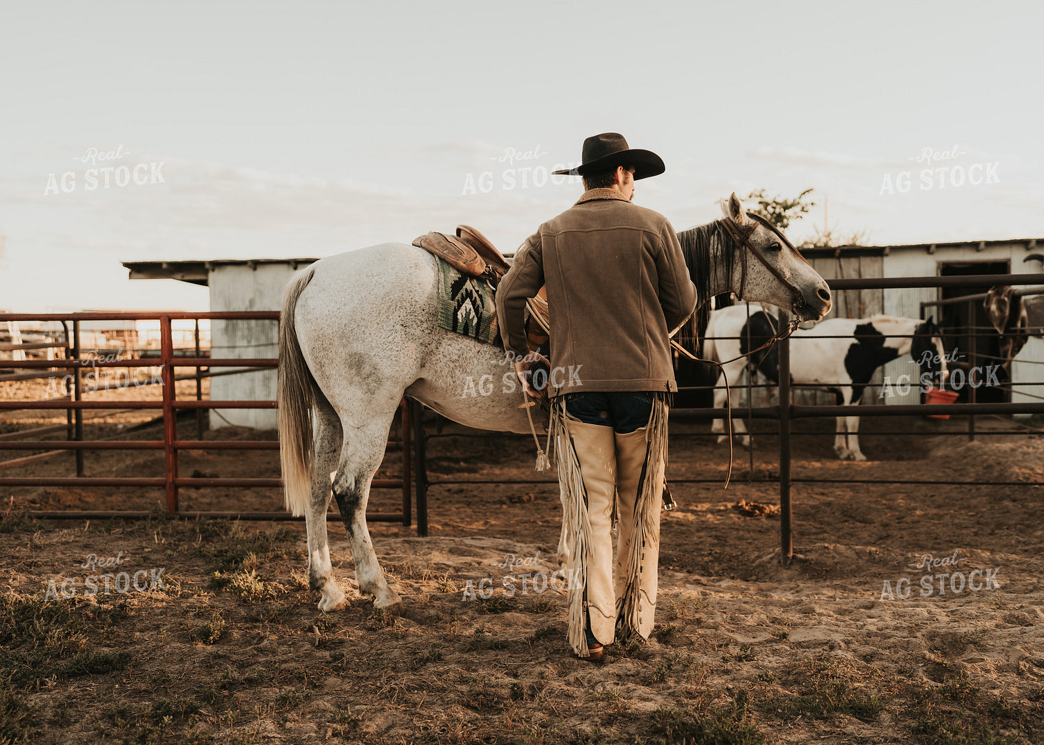 Cowboy Saddling Horse 61179