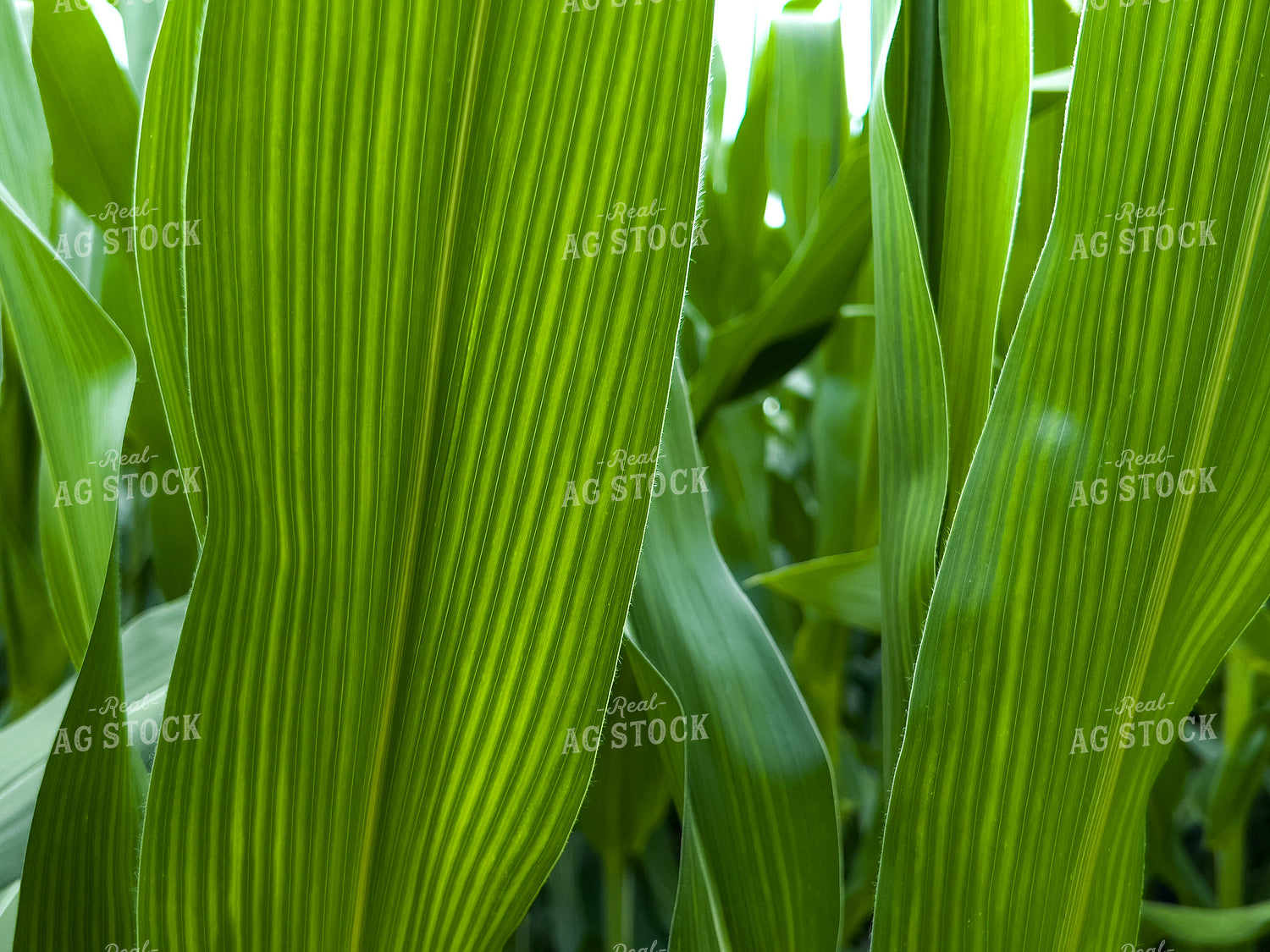 Corn Leaf 154018