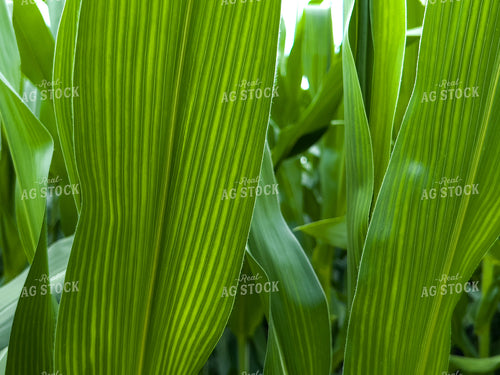 Corn Leaf 154018