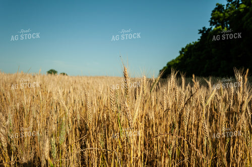 Dried Wheat in Field 59052