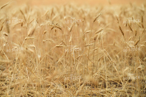 Wheat Field 129049
