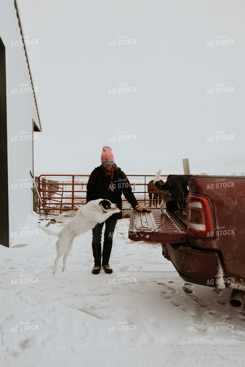 Ranch Dog Jumping into Truckbed 61185