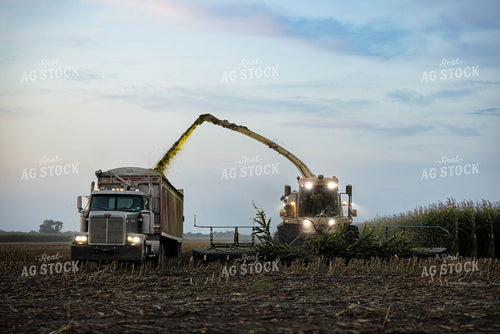 Chopping Corn Silage 152983