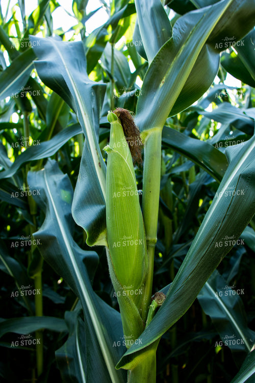 Green Ear of Corn 67122