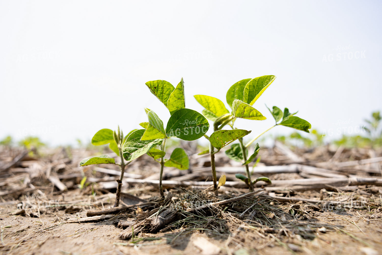 Early Growth Soybeans 178127