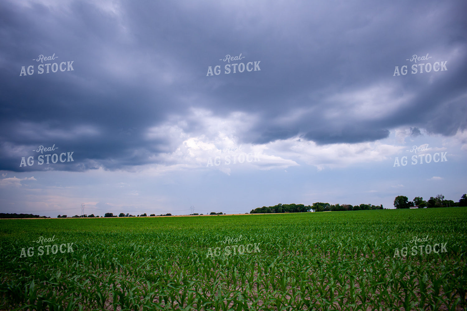 Early Season Corn 156140