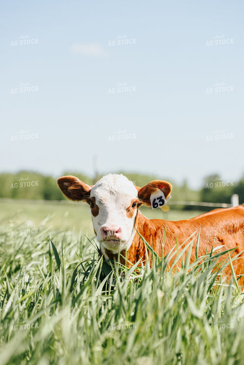 Hereford Calf in Pasture 68050