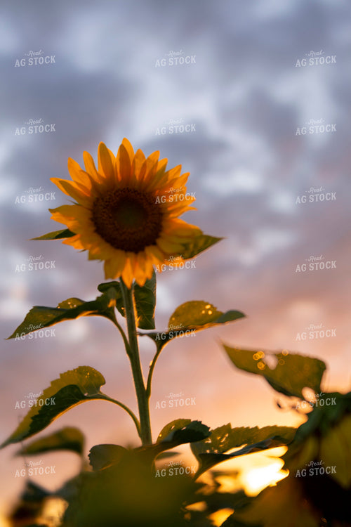 Sunflowers 2072