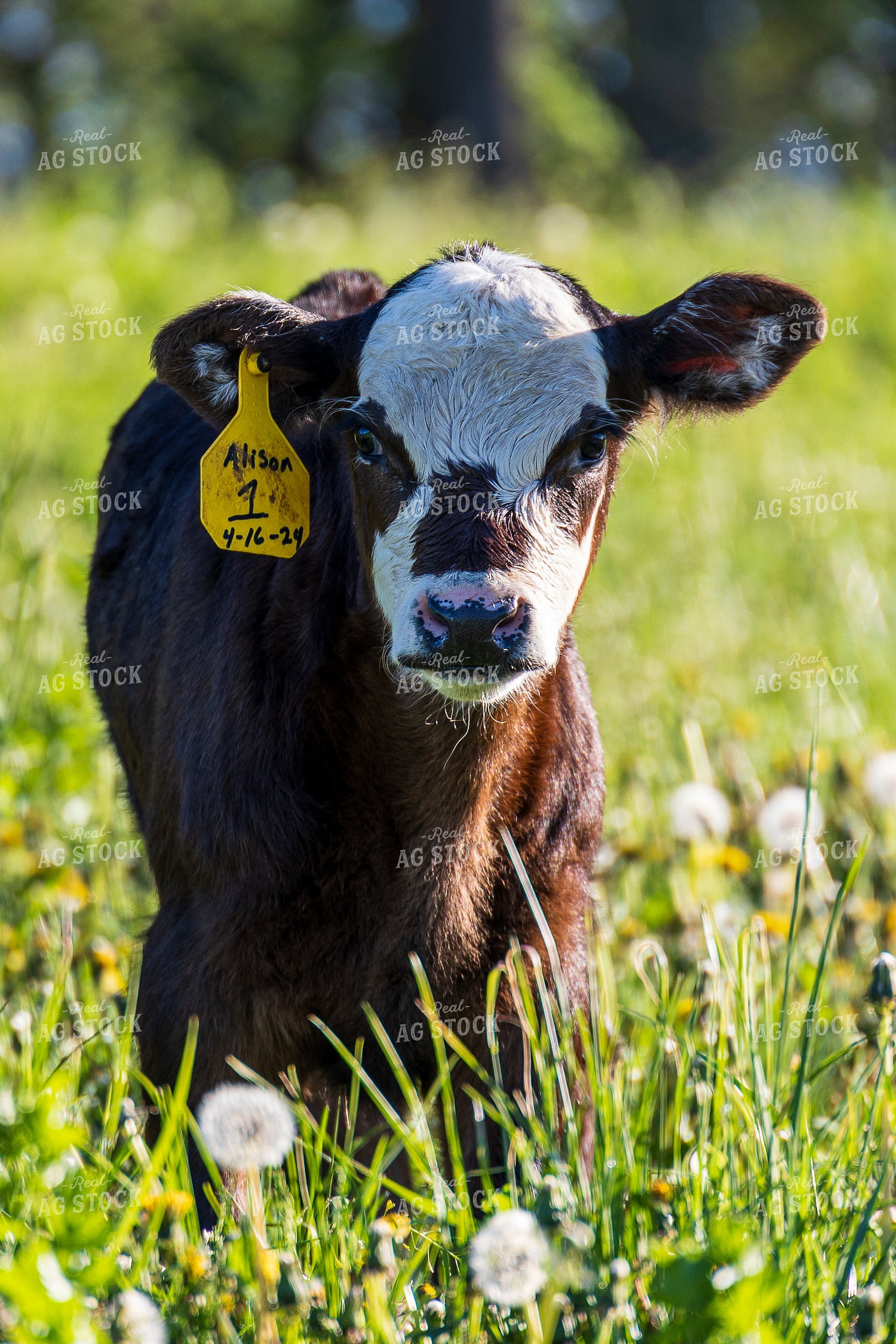 Calf 194020