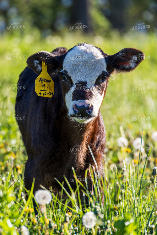 Calf 194020