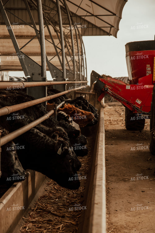 Feeding Cattle 67620