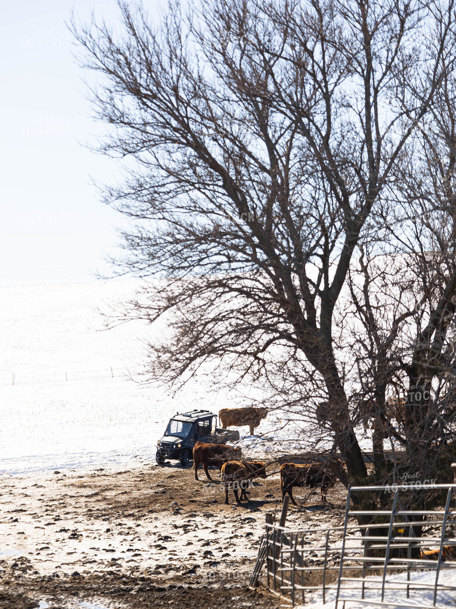 Cattle in Snowy Pasture 70167