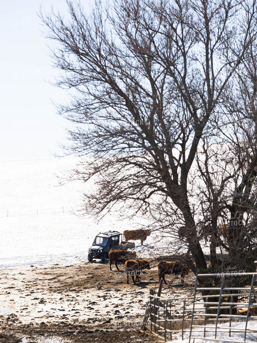 Cattle in Snowy Pasture 70167