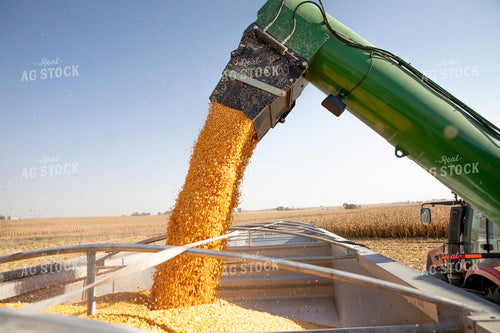 Corn Harvest 286010