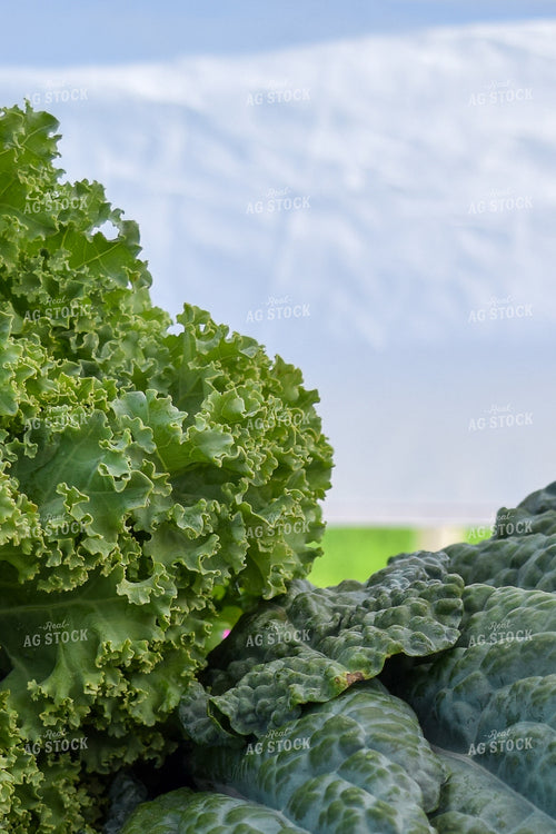 Kale 106016