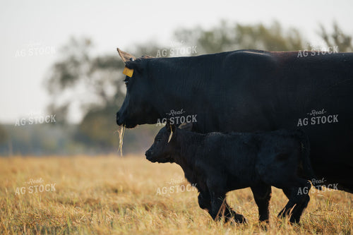 Black Angus Cow-Calf Pair Walking Through Autumn Pasture 402032