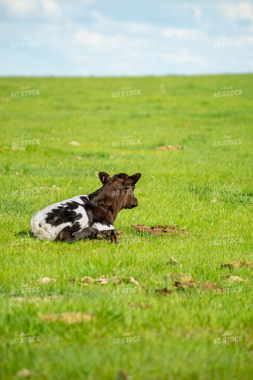 Longhorn Calf 155517
