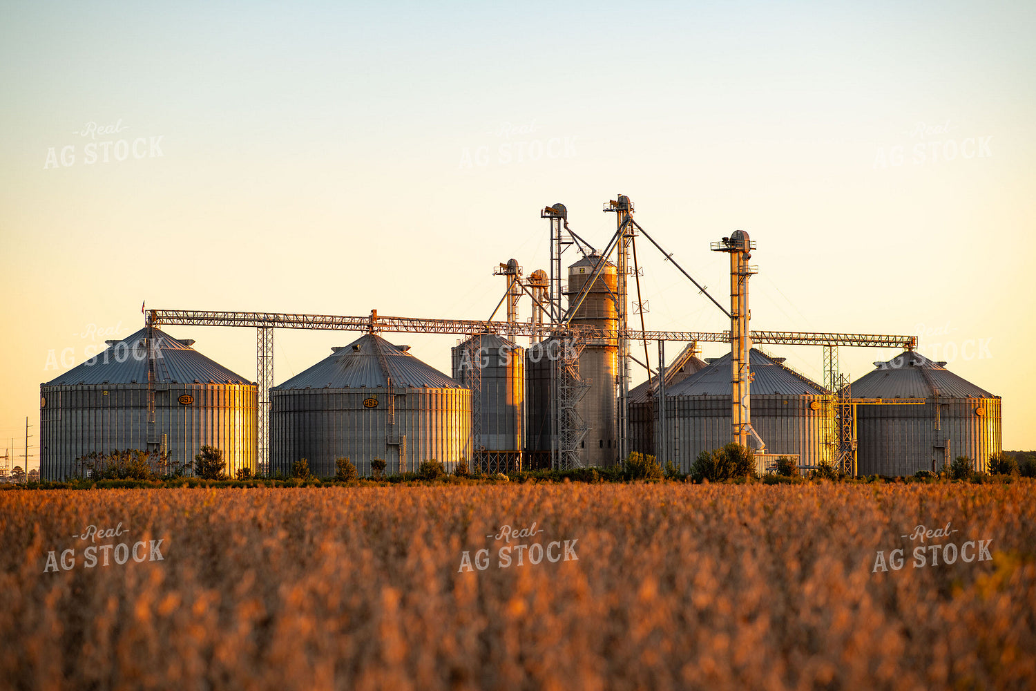 Grain Bins over Dried Soybeans 136210