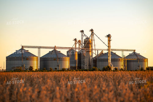 Grain Bins over Dried Soybeans 136210