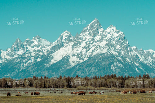 Bison or Buffalo in Pasture with Mountains 58066