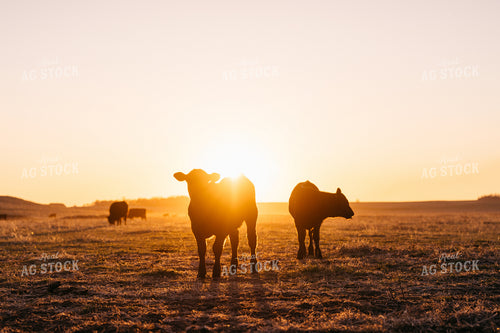 Calves at Sunset 68325