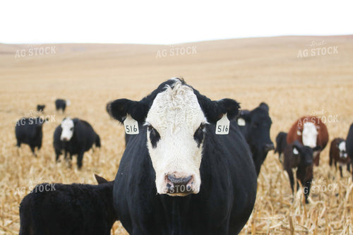 Cattle on Cornstalks 82157