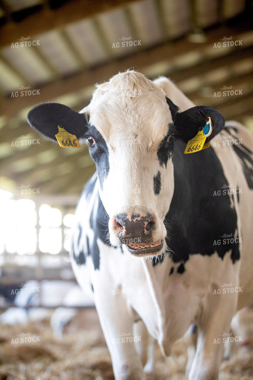 Holstein Cattle 55261