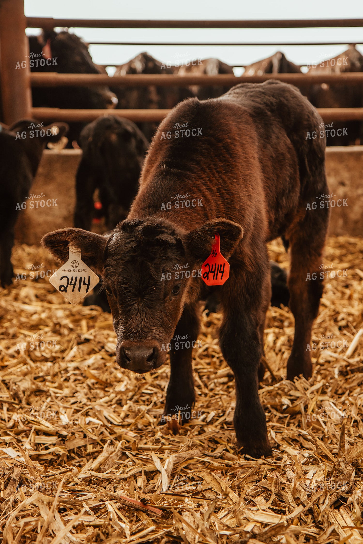 Calves 67659
