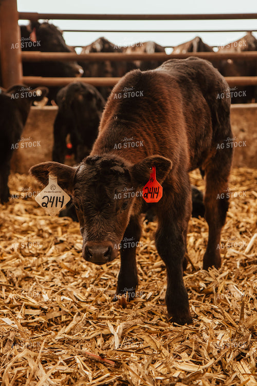 Calves 67659