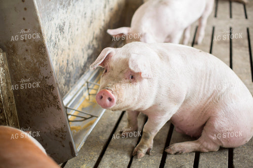 Finishing Pigs in Barn with Slatted Floor 3896