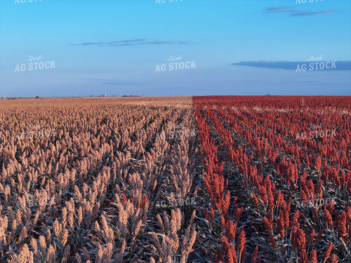 Aerial of White and Red Milo Field 239087