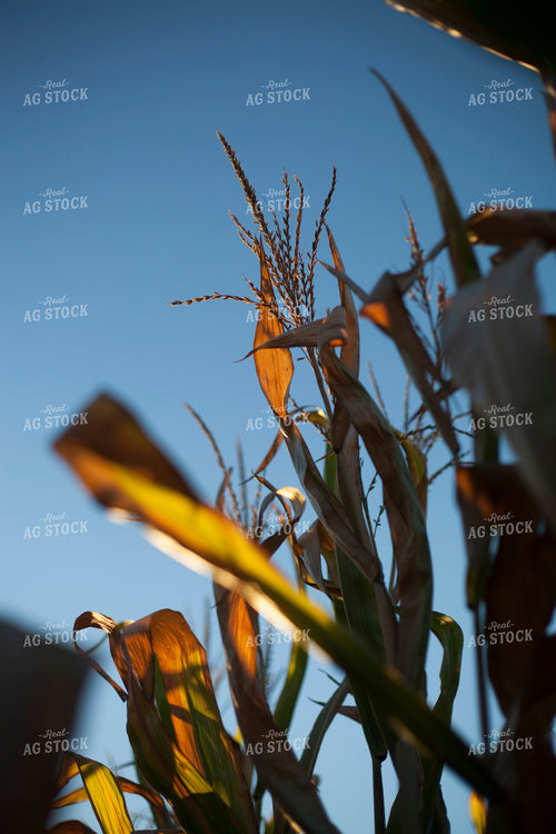 Corn - Dry 1366