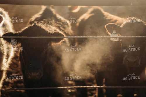 Cattle in Feedlot 196204